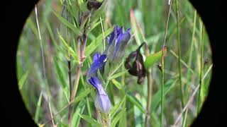 Gentiana affinis (Pleated Gentian) and Gentiana andrewsii (Bottle Gentian)