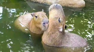 カピバラさんのマッサージ  Capybaras are relaxing with a massage  神戸どうぶつ王国