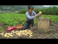 harvesting a lot of potato goes to countryside market sell grow vegetable free bushcraft