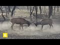 top 17 incredible wild animal fights caught on cam animal battles