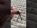 【dragonfly】ナゴヤサナエ