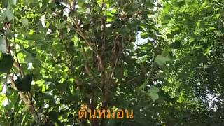 ต้นหม่อน ใบหม่อน ,Mulberry tree