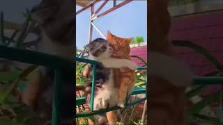 💔🥀..cat romantic status | cute cat love video #cat #cats #love #catlover #catvideo #status #shayari