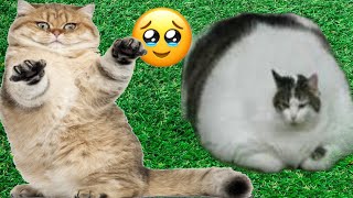 Funny Animal Videos - funniest cats Compilation 2025 - try not to laugh 😻 Funny Cats Videos part #50