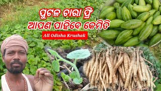 ପୁଟଳ ଚାରା ଫ୍ରି ଆପଣ ପାହିବେ କେମିତି ଓଡିଶା ଚାଷୀ ଭାଇ All Odisha Krushak help