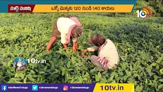 అధిక దిగుబడినిస్తున్న PU-31 రకం మినుము | High yielding variety PU-31 Seed | Matti Manishi |10TV