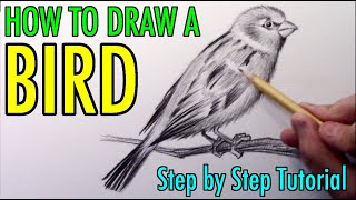 How to Draw a Bird: Narrated Step by Step