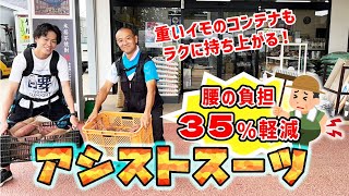 【腰痛軽減！】アシストスーツ を装着してサツマイモの収穫♪邪魔にならないので、作業効率も高まります。　たねのハシモトミヤ