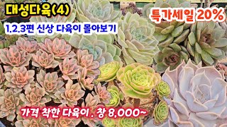 대성다육 (4) 1.2.3편 한자리에 모아  쇼핑하기 흑사금 블루써프라이즈 로라