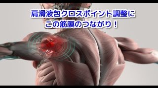 理学療法士　リハビリ　筋膜リリース　肩の滑液包クロスポイント調整にはこの繋がり！