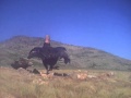 Condor vs golden eagle