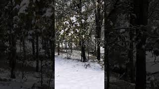forêt de yakouren sous la neige, janvier 2023, #neige #algerie #kabylie #ثلوج #tourism #nature #new