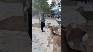 Fearless Nara Deer Leaves Tourist Speechless in Japan! | Nara Park deer 🦌 in japan