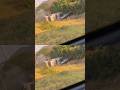 Cash in Transit heist (close range) #armoredtruckrobbery #cashintransit #heist #crimeseen #robbery