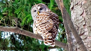 Barred Owl Likes to Dance