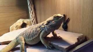 HOW TO SETUP A BEARDED DRAGON VIVARIUM