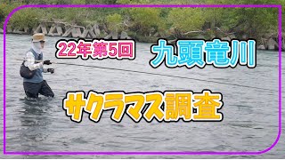 九頭竜川　今日も異常なし　Part5　サクラマス　フライフィッシング　まるぼうず