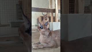 Каракал Шаня и Макклейн , передают вам привет. #cat #caracal #cute #каракет #каракал #animal #serval