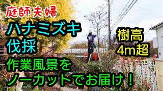 【庭師・夫婦で独立】#175 ハナミズキ伐採。作業風景をノーカットでお届けします。