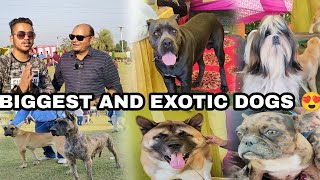 Biggest and exotic dog breeds  in Ludhiana dog show 2022 😱 Meet up with @DogsYourFriendsForever