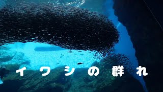 超巨大水槽にイワシの群れ！とスナメリちゃん