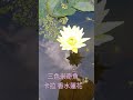 化學桶裝睡蓮種植 寬度適合 養魚繁殖 蓮花苗增長速度快些。痞客邦部落格 “玩泥巴的女孩”