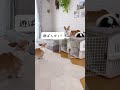 妹犬が遊びたがってる コーギー多頭飼い コーギー犬 ココちゃんファミリー dog