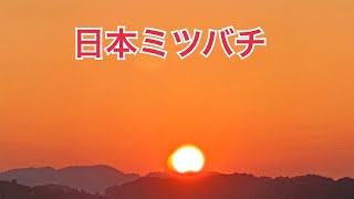 【日本ミツバチ】【千年の秘境暮らし】