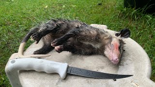 Catch Clean and Cook! Possum Chops and Biscuits.