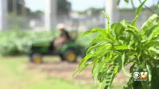 Tarrant County Sheriff's CSR program teaches inmates to garden, and so much more