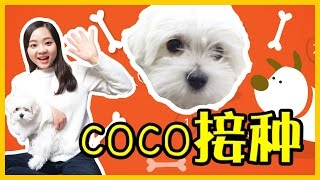 小狗coco去寵物醫院接種疫苗咯！ | 小伶玩具 Xiaoling toys