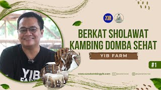 AWALI BETERNAK TANPA PUNYA SKILL, SEKARANG SUKSES BETERNAK KAMBING DOMBA || YIB FARM #1