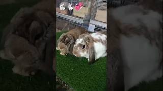 Wow 😳 Holland lop bunnies😍😘 animal motion#zooland #bigcats#wildlion #largecats🐇🐇🐇