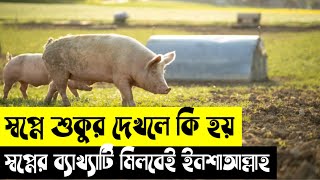 স্বপ্নে শুকুর দেখলে কি হয় | স্বপ্নে শুকুরে আহরণ করলে কি হয় | স্বপ্নে শুকুর দেখার ব্যাখ্যা কি