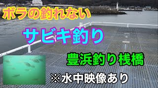 ボラの釣れないサビキ釣り 豊浜釣り桟橋 知多半島