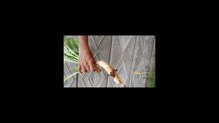 மூணும் முணு விதம்!   #three #variety #gardening #ytshorts #trendingshorts #shorts