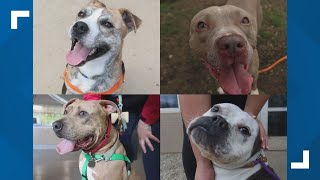 Life or death decisions are made daily at Metro Animal Services; here’s how WHAS11 is trying to help