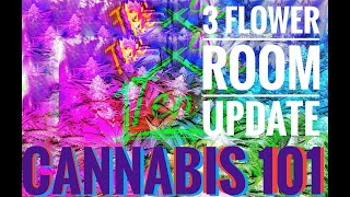 Cannabis Flower Cycle 3 Tent Update and Setting up our new OPTIC LED