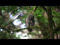 barred owl preening