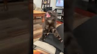 #funny #cats #cat#funnyanimals#funny #funnyvideos #pang