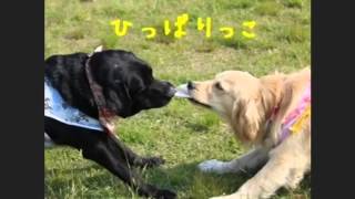 わが輩は、犬