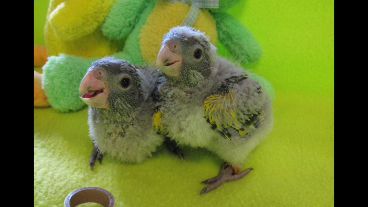 4 Week Old Baby Meyers Parrot Sisters -- Rainbow Parrots Aviary - YouTube