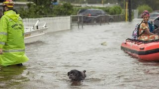 Michigan Humane team's mission in Florida, helping save pets, owners after Hurricane Ian