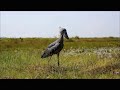 a day of shoebill stork ハシビロコウの1日