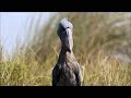 a day of shoebill stork ハシビロコウの1日