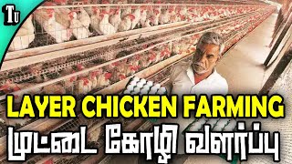 முட்டை கோழி வளர்ப்பு  - LAYER CHICKEN FARMING