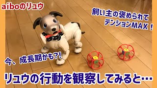 アイボのリュウくん🐶いま成長期⁉️飼い主に褒められてテンションMAX！リュウの行動が素直でかわいい！！