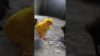 yellow chicken😁