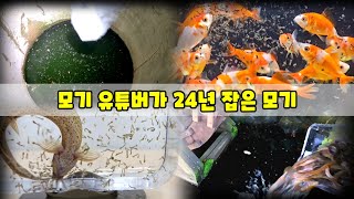 모기 유튜버가 24년 한 해 동안 잡은 장구벌레, 모기 엄청 납니다!!