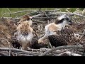 dyfi osprey ringing 2014 4k ultra hd definition